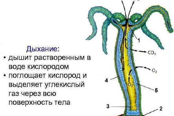 Кракен сайт закладок