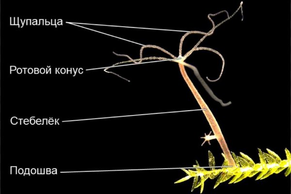 Зайти кракен через тор